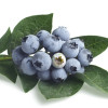 Blueberry pterostilbene